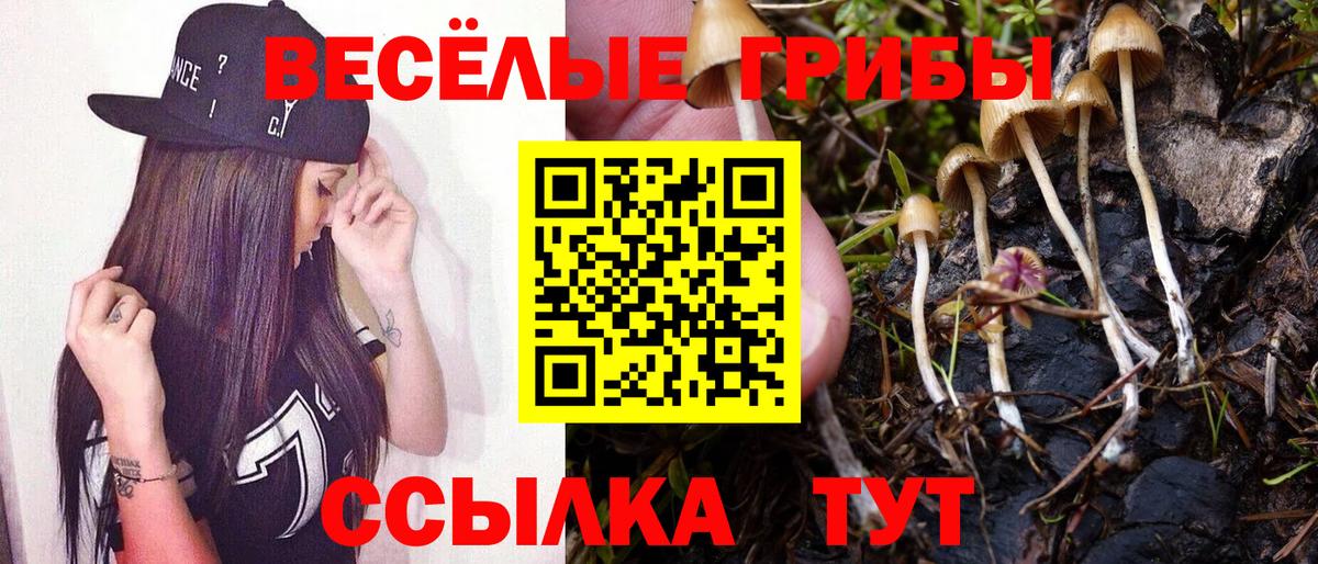 Псилоцибиновые грибы Psilocybe  Грязи 